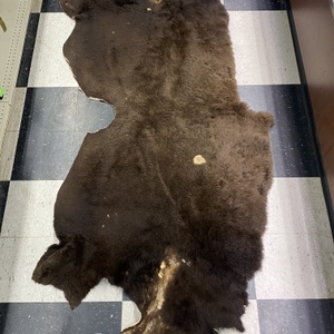  Hide Buffalo Hide - 80" X 36" 