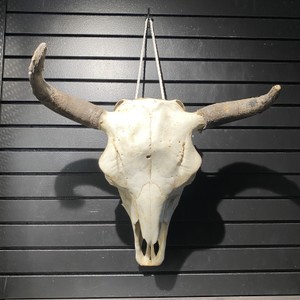  Skull 20" x 22" Bison Skull
